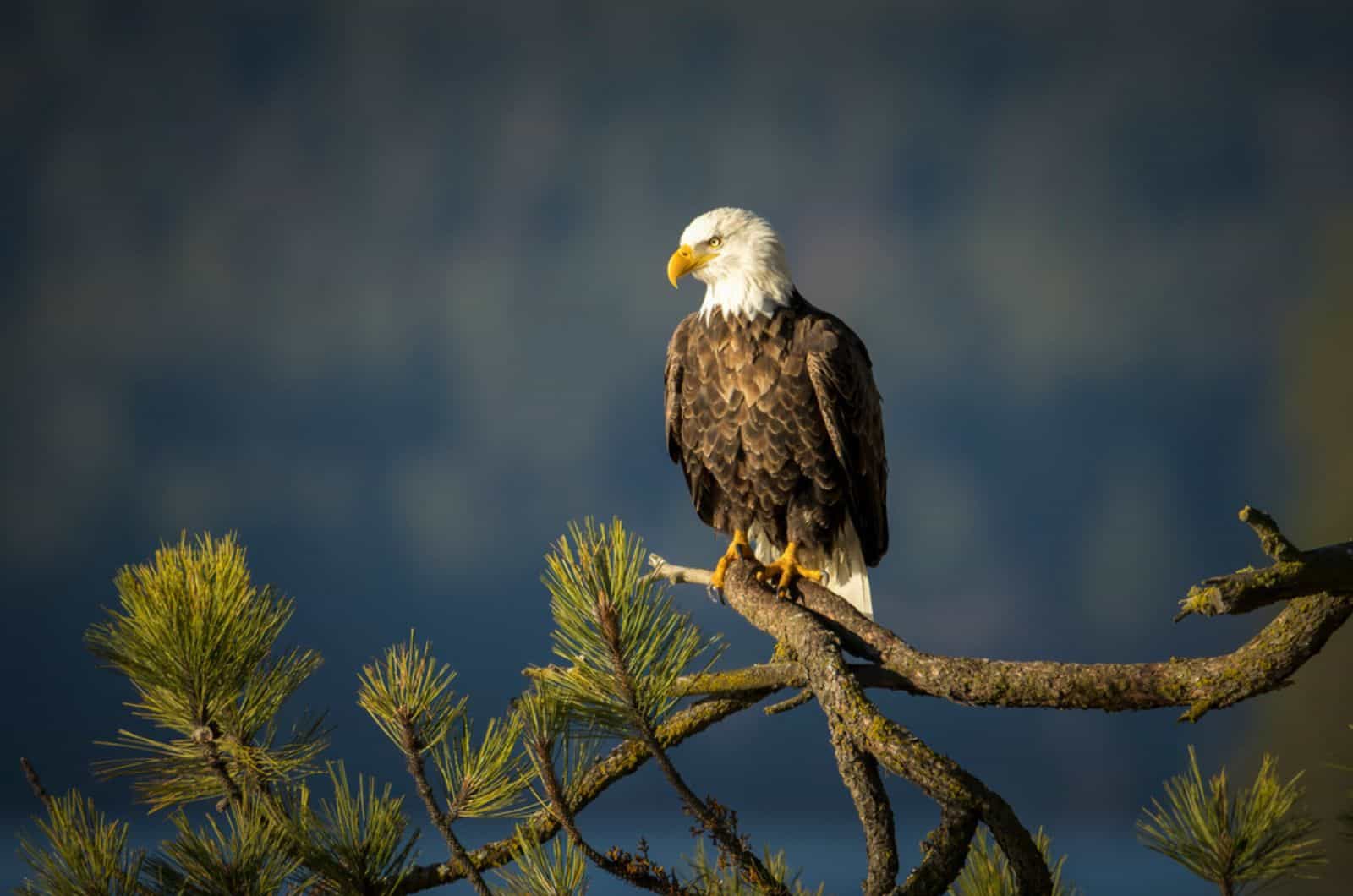 large bald eagle is perched on a large branch