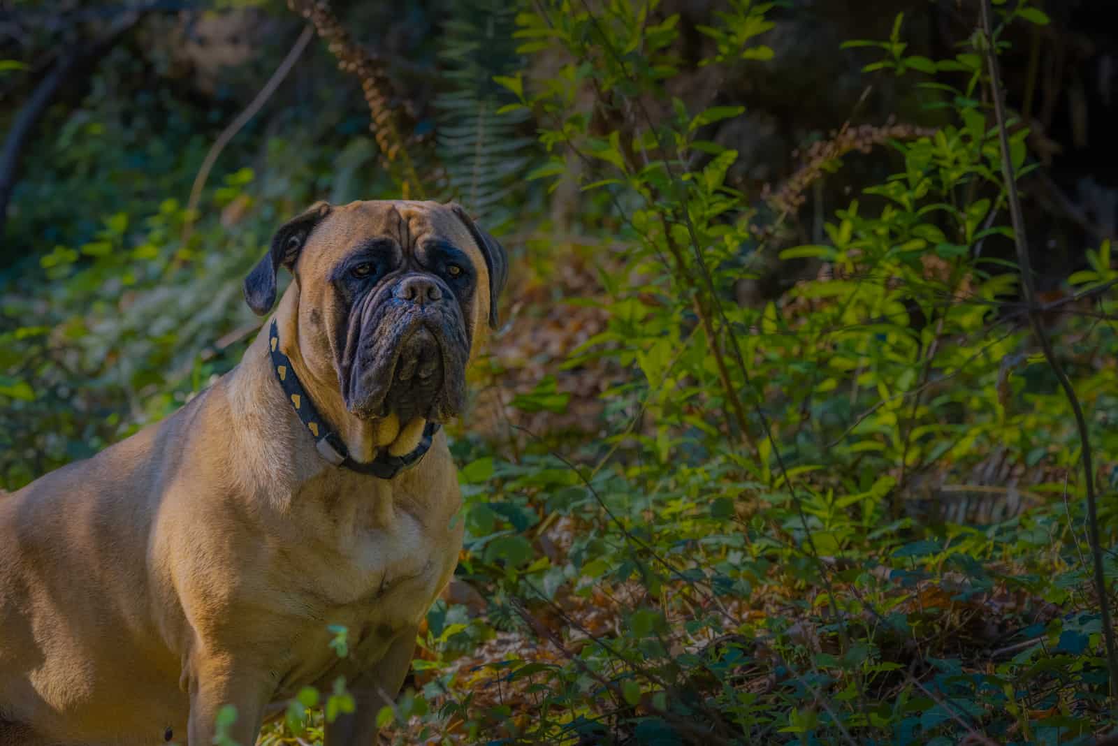 large bullmastiff dog in the park