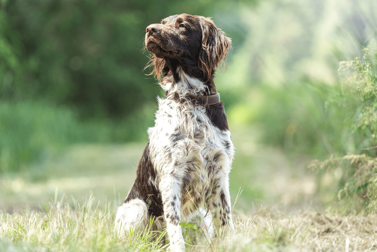 Large Münsterländer Pointer sitting on the grass