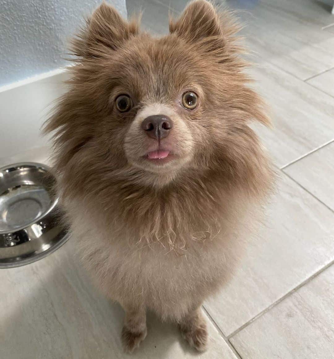 Lavender Pomeranian looking up