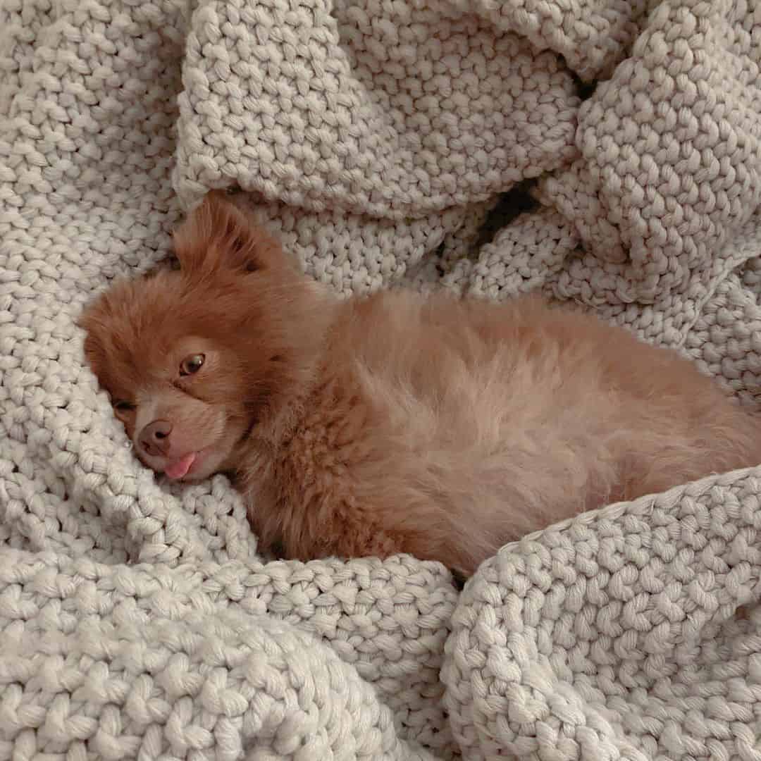 Lavender Pomeranian lying in bed