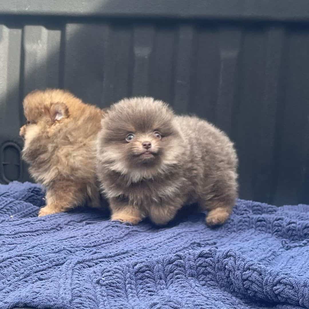 Lavender Pomeranians playing outside