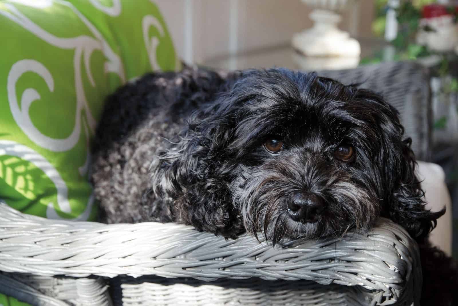 lazy black shih tzu dog lying down on bed