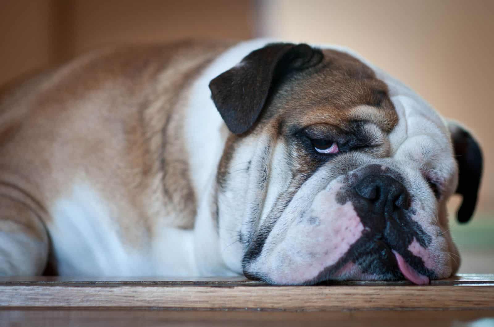 lazy bulldog lying on the floor