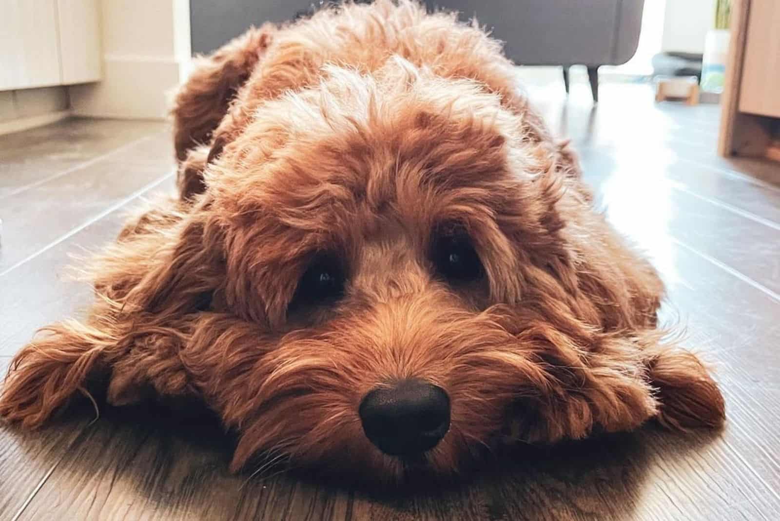 lazy f1 goldendoodle