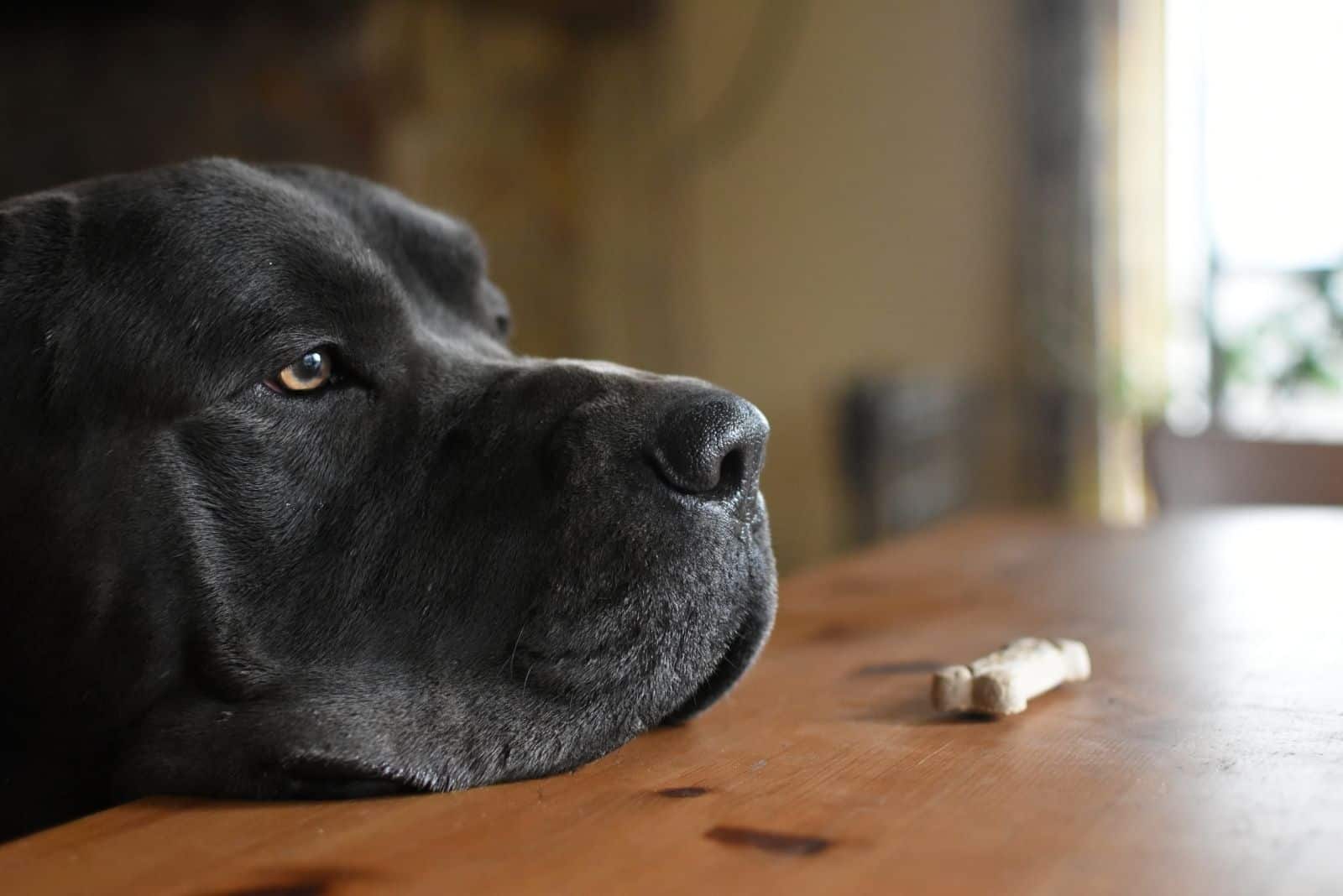 learning patience and self control of a dog facing a treat on the table