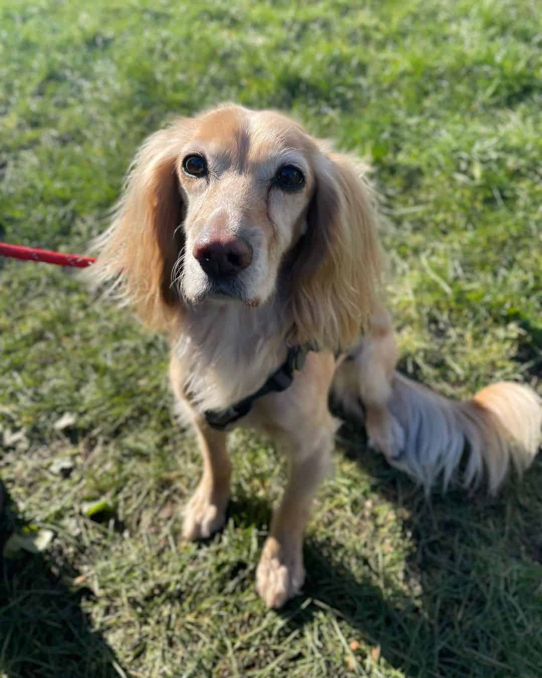 lemon and white cocker spaniel