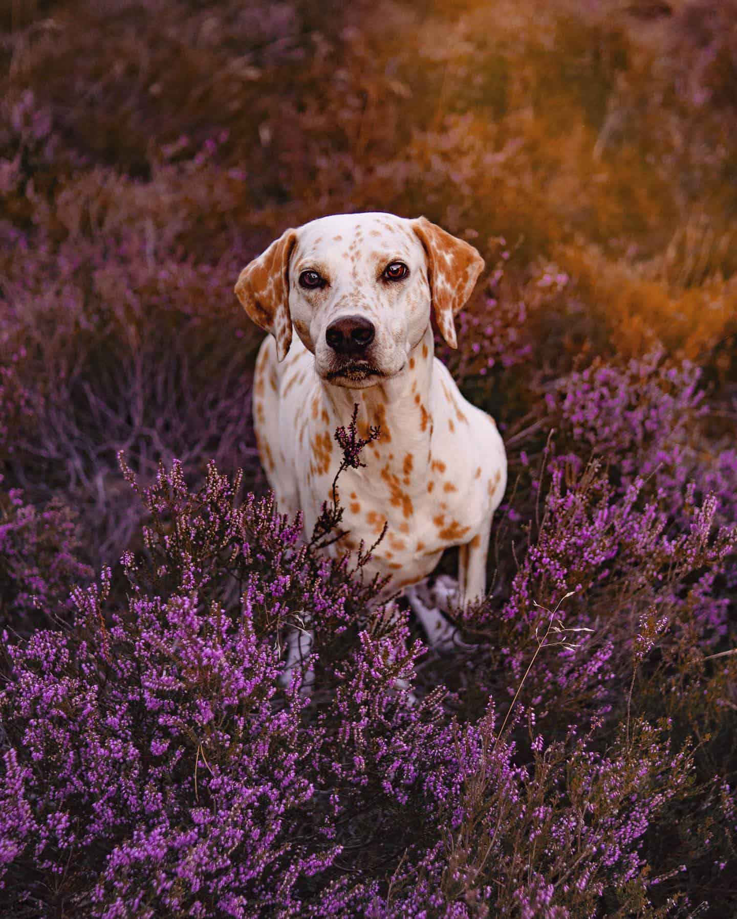 lemon dalmatian in lavender field