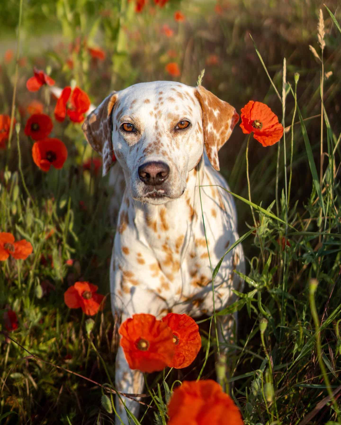 lemon dalmatian in poppy field