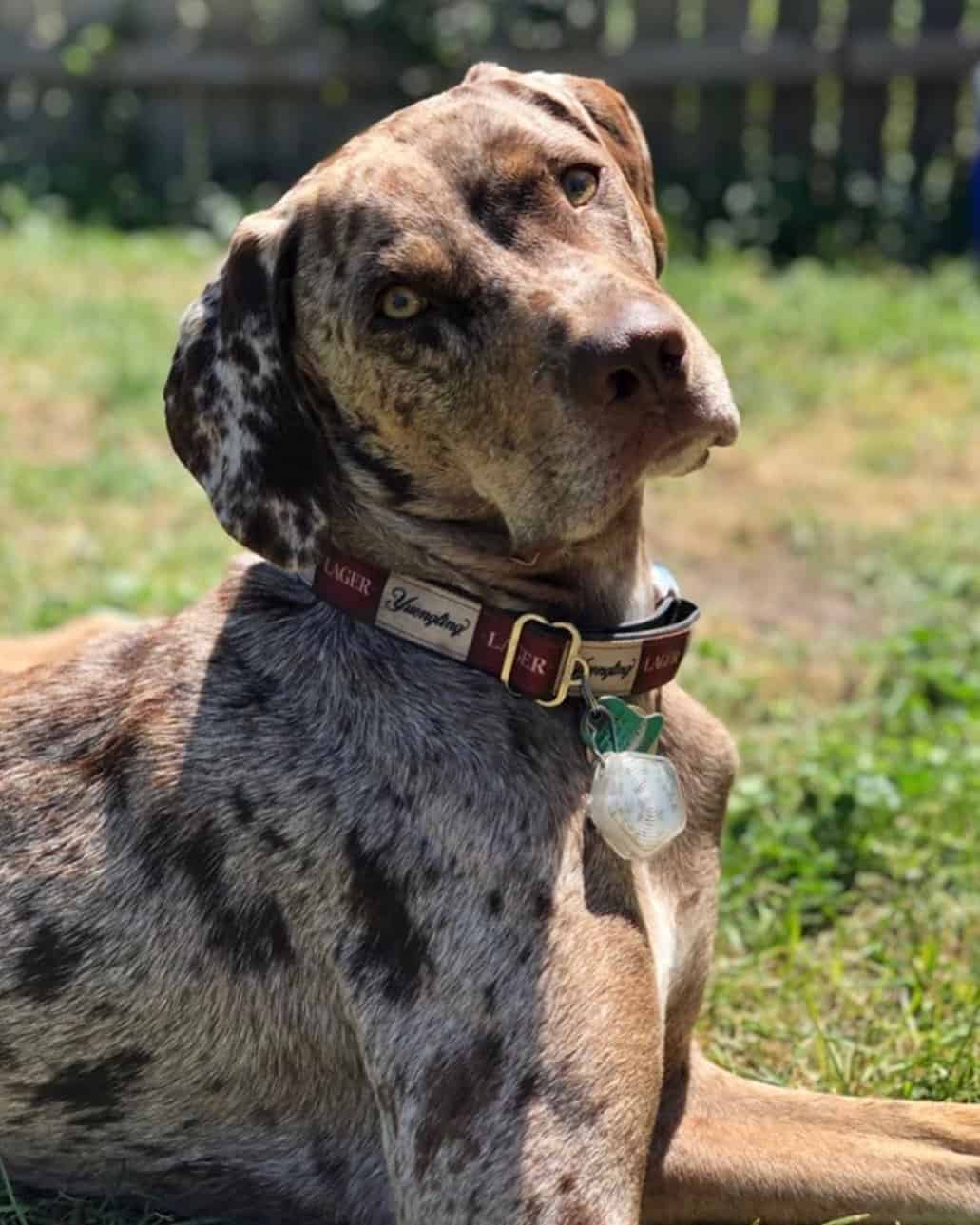 leopard dog catahoula portrait