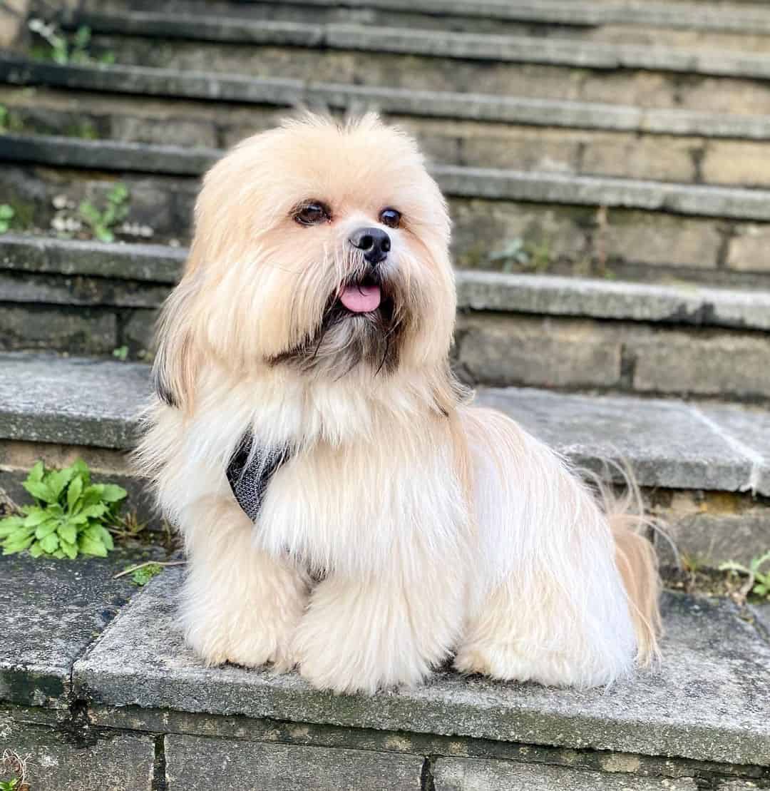 lhasa apso