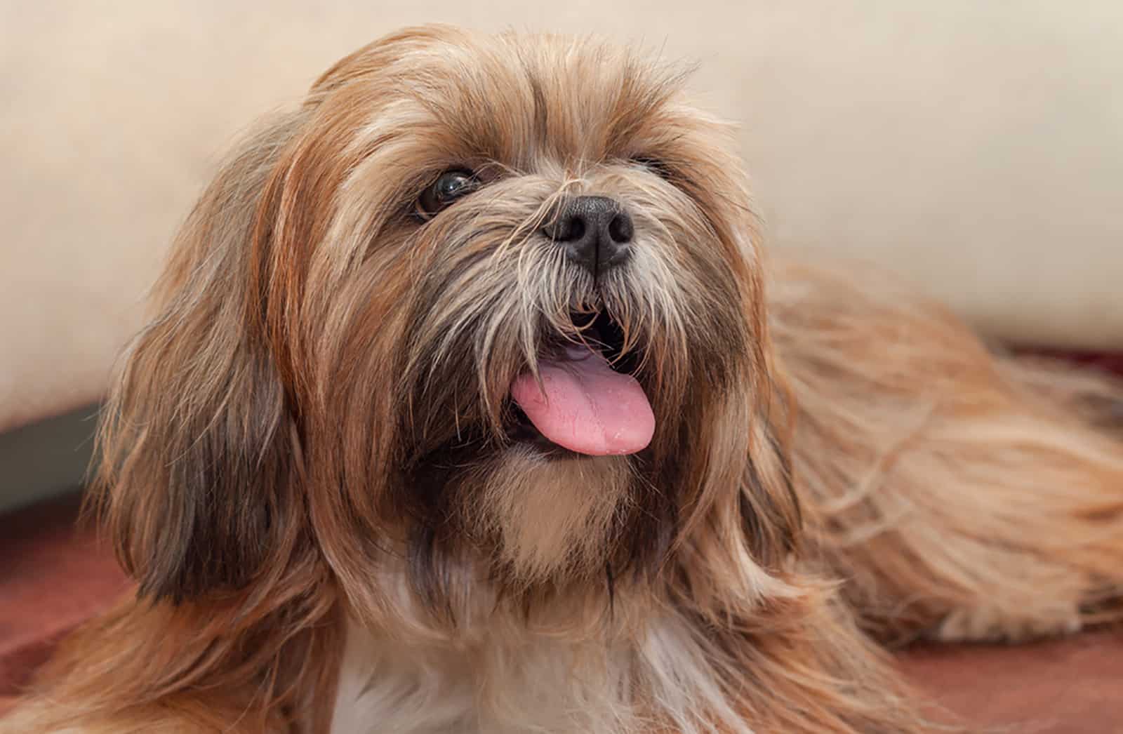 lhasa apso dog dog indoors