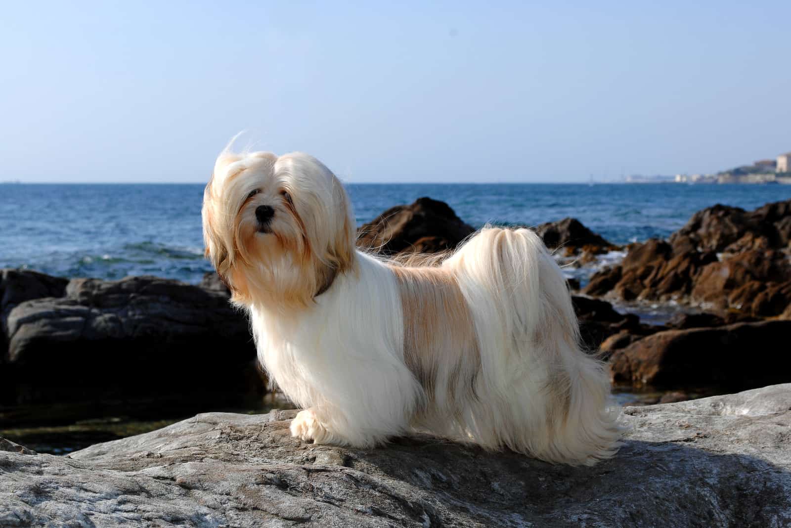 lhasa apso dog at sea