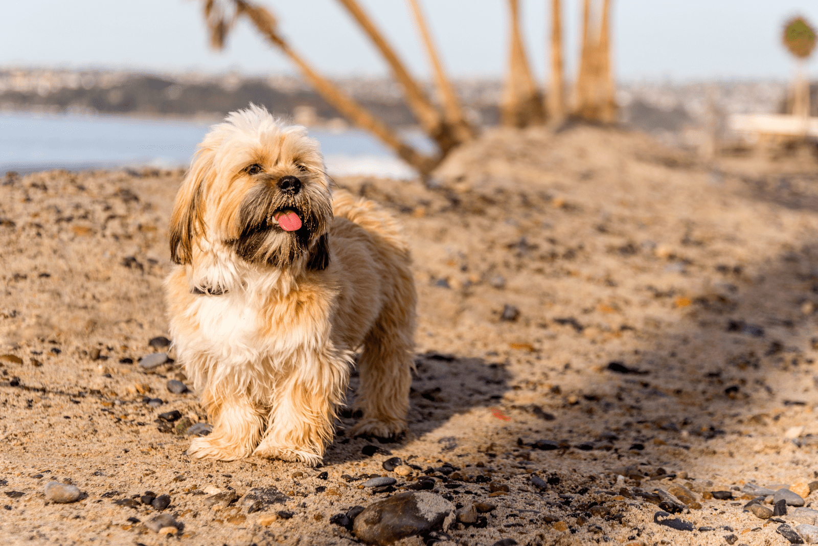 Lhasa Apso Mixes: Meet 22 Charismatic Crossbreeds