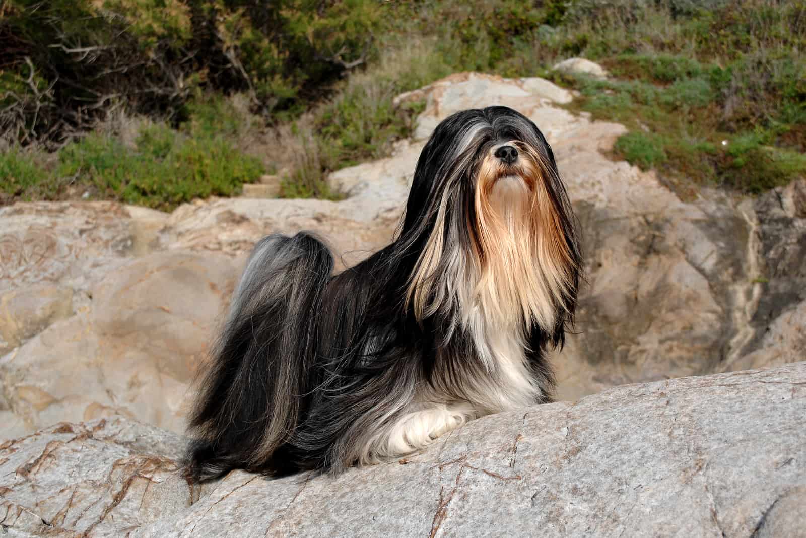 Lhasa Apso standing on rocks outside