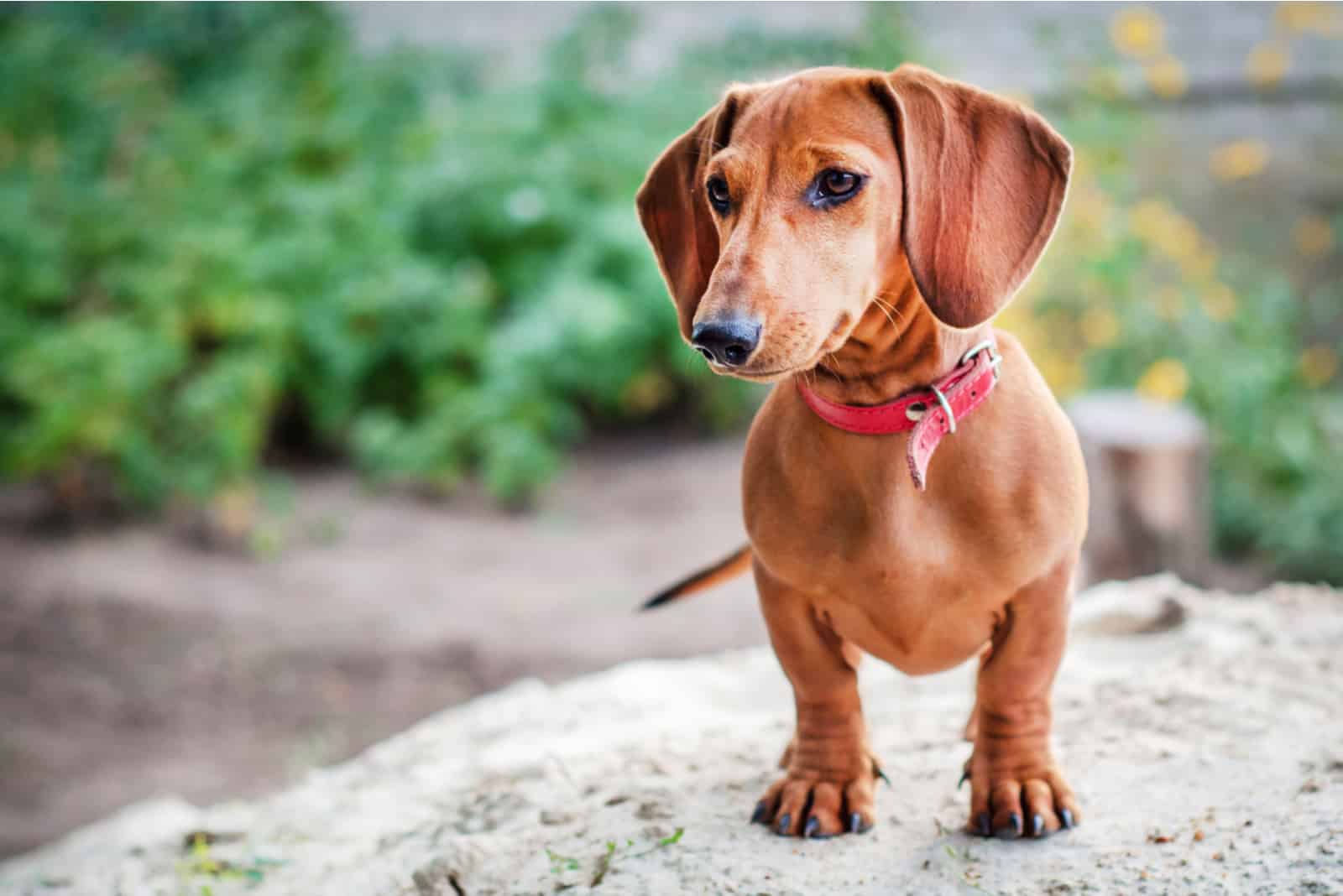 light brown Dachshund standing on rock