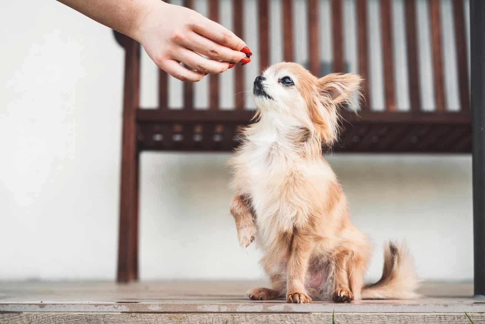 light brown hair chihuahua waiting for a treat from the owner