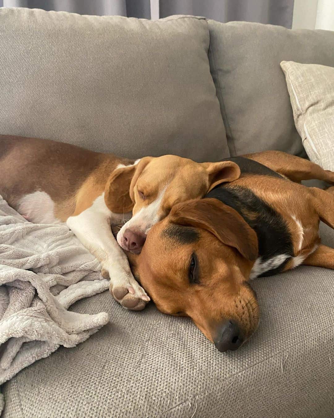 Lilac Beagles lie on the couch and sleep