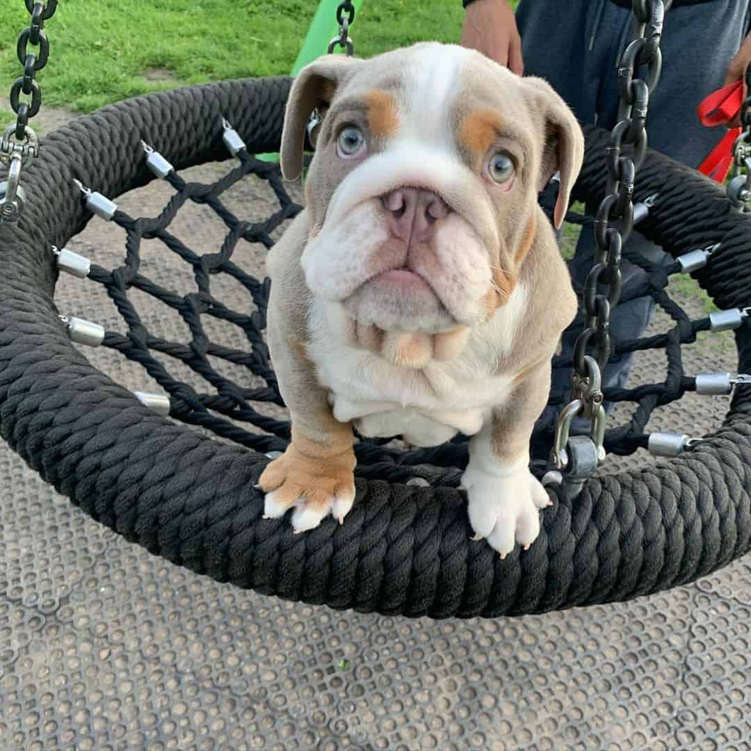 lilac english bulldog puppy