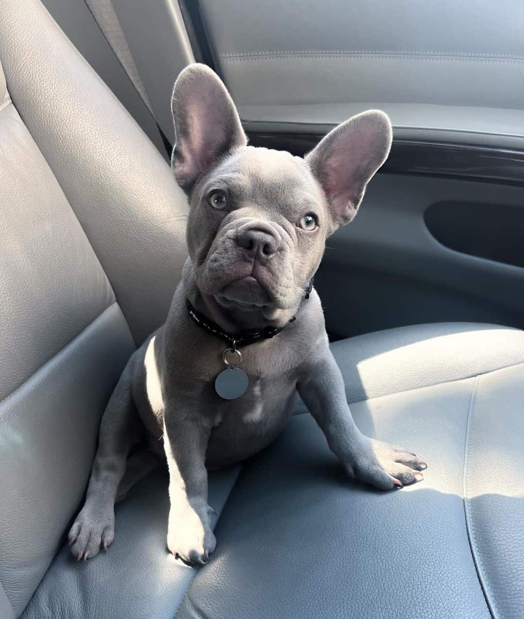 Lilac French Bulldogs