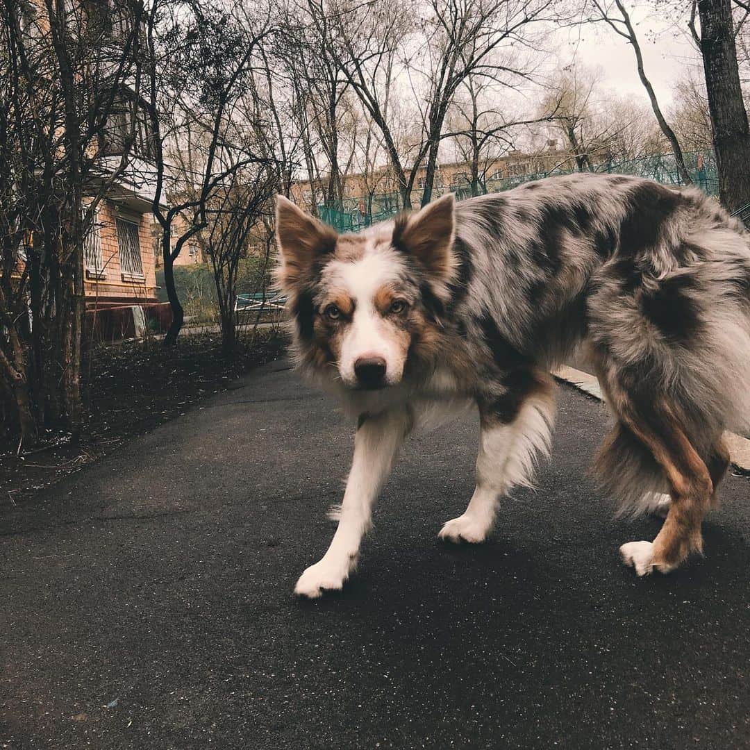 lilac merle border collie