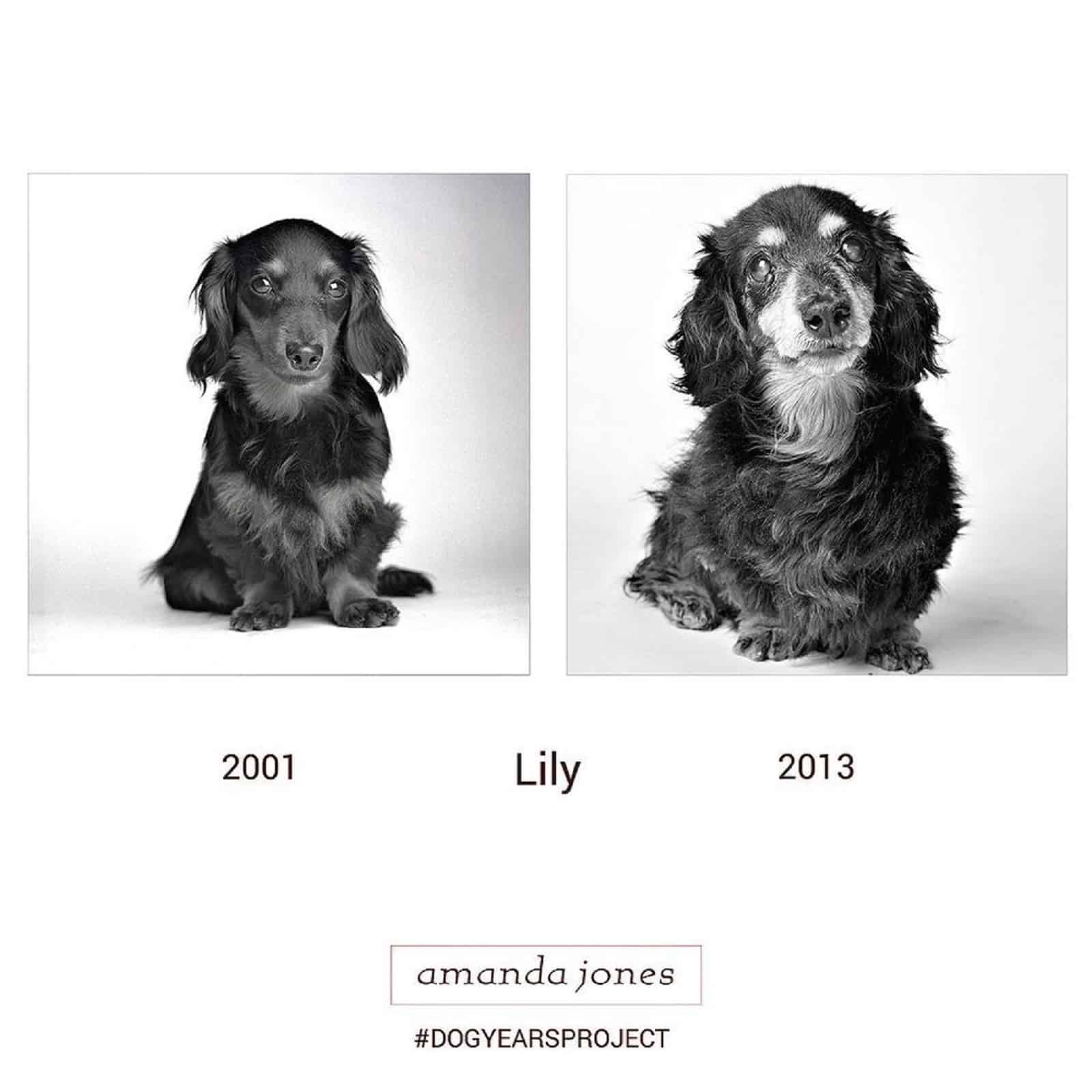 lily dog through years