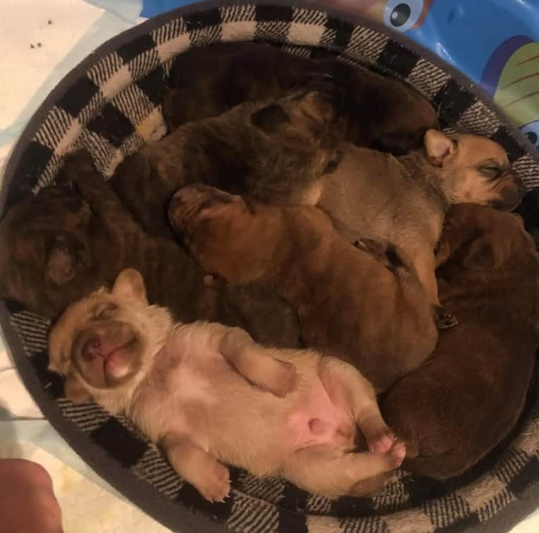 litter of puppies from Shelly's shelter dog