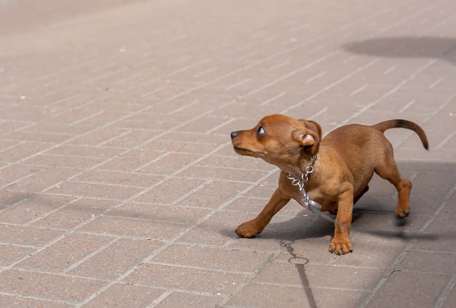 little afraid dog on the street