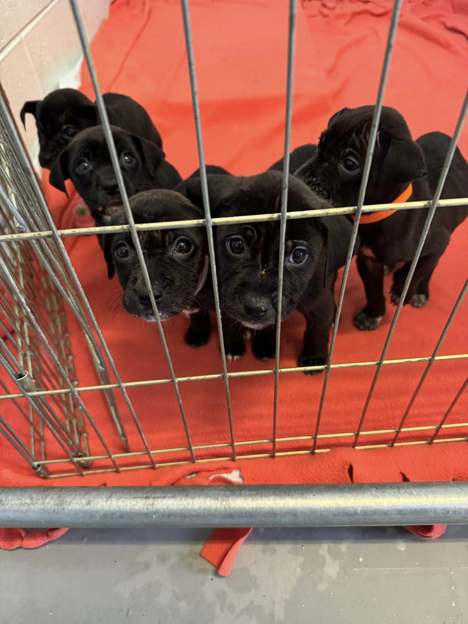 little black pupies