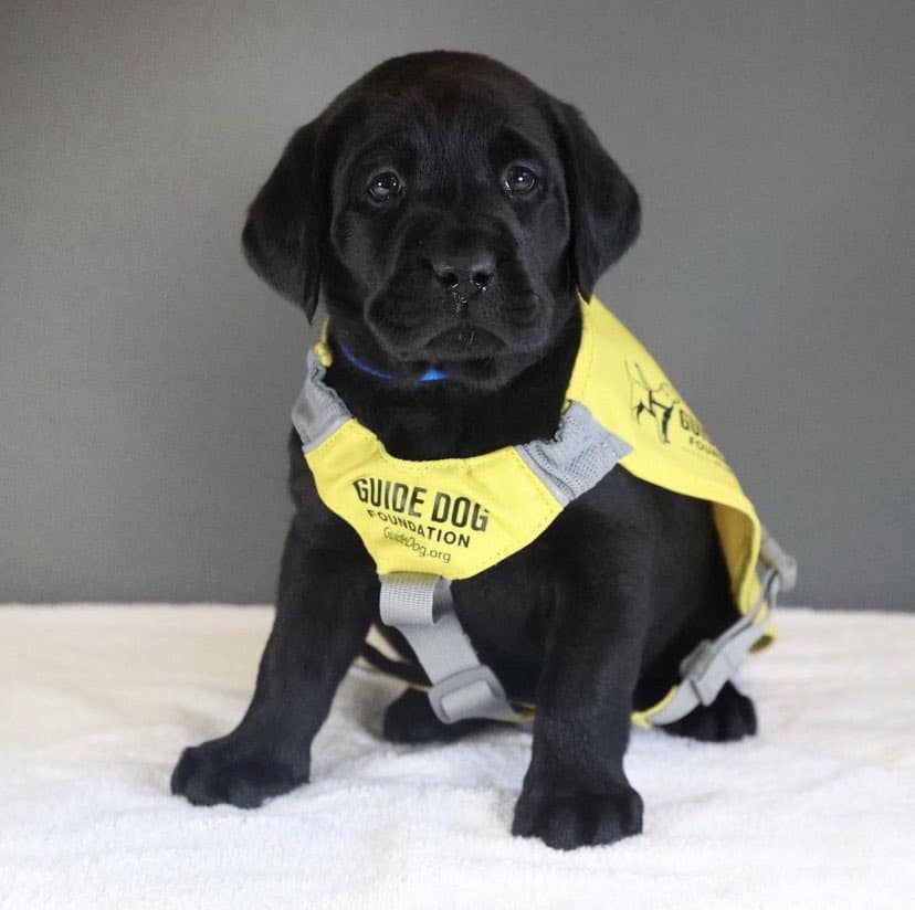 Little black puppie with vest