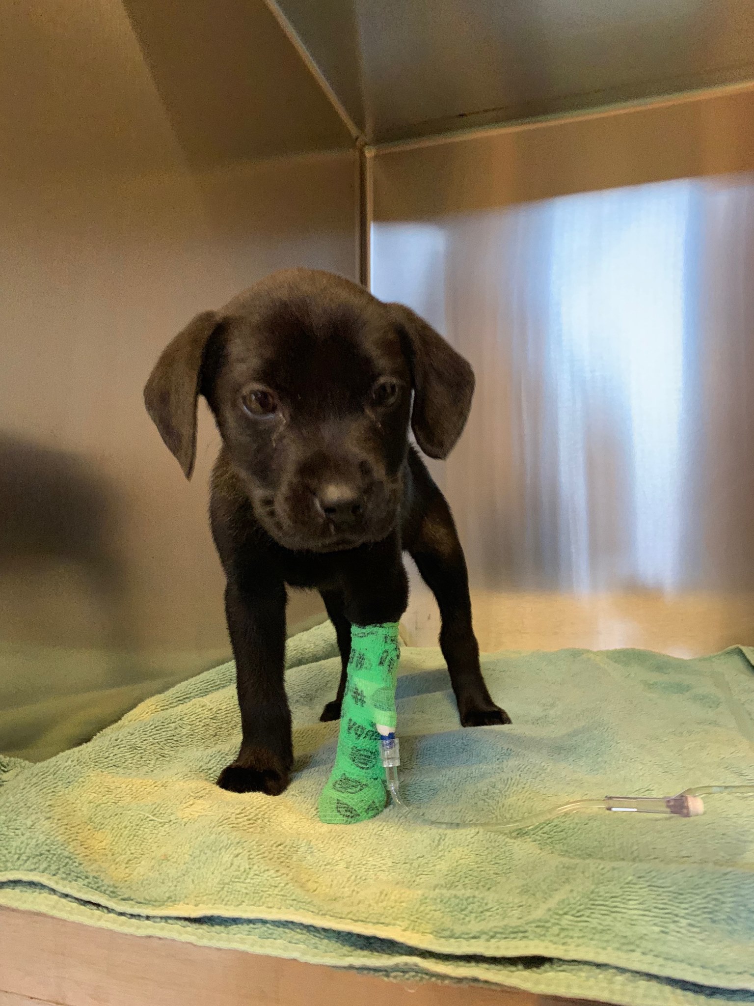 little black puppy with a green cast