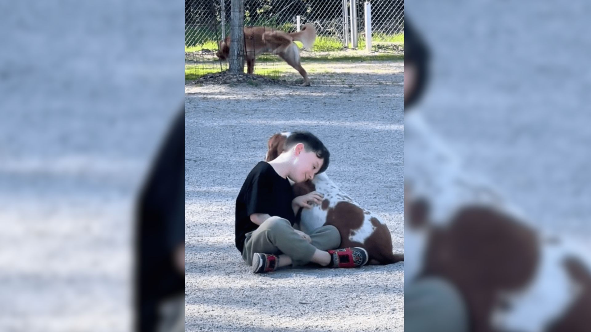 Little Boy Becomes Best Friend With A Random Basset Hound At The Dog Park 