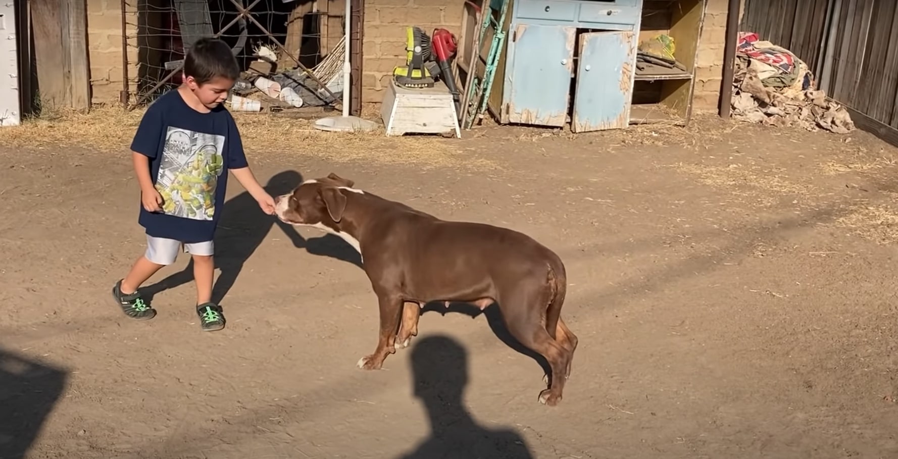 little boy feeding pitbull