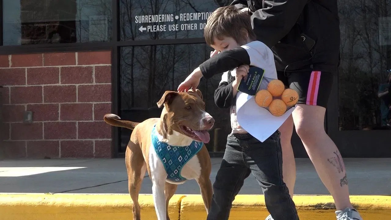 little boy playing with dog