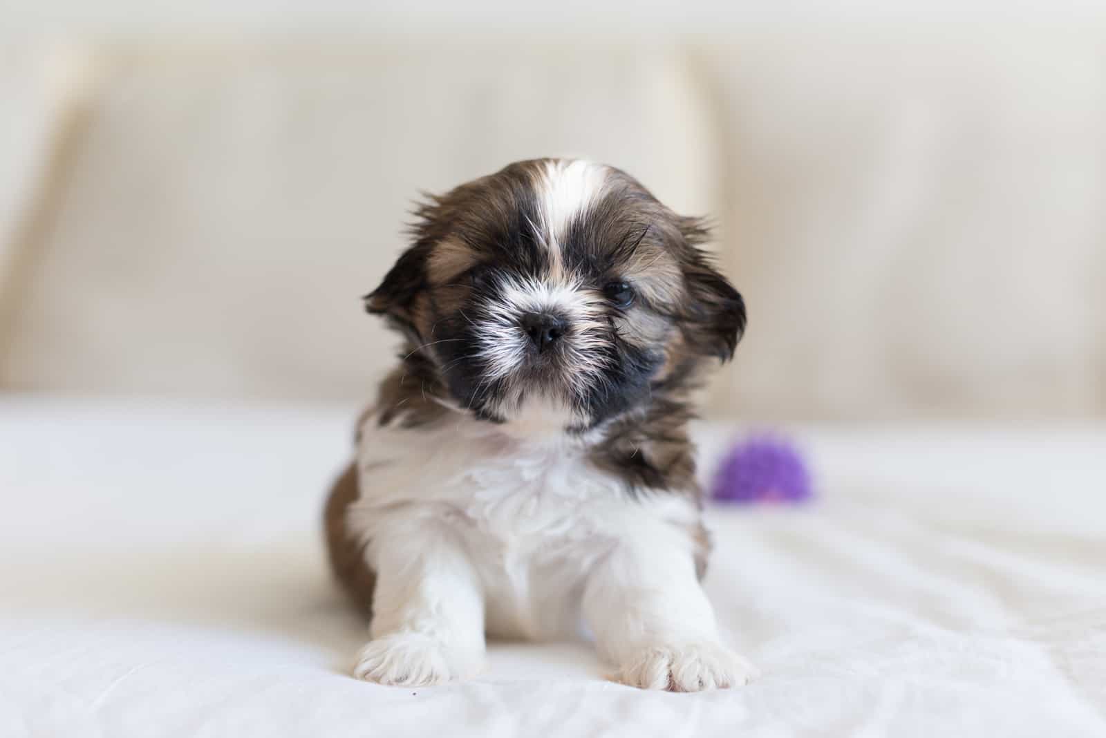 Little brave shih-tzu puppy defend his toy