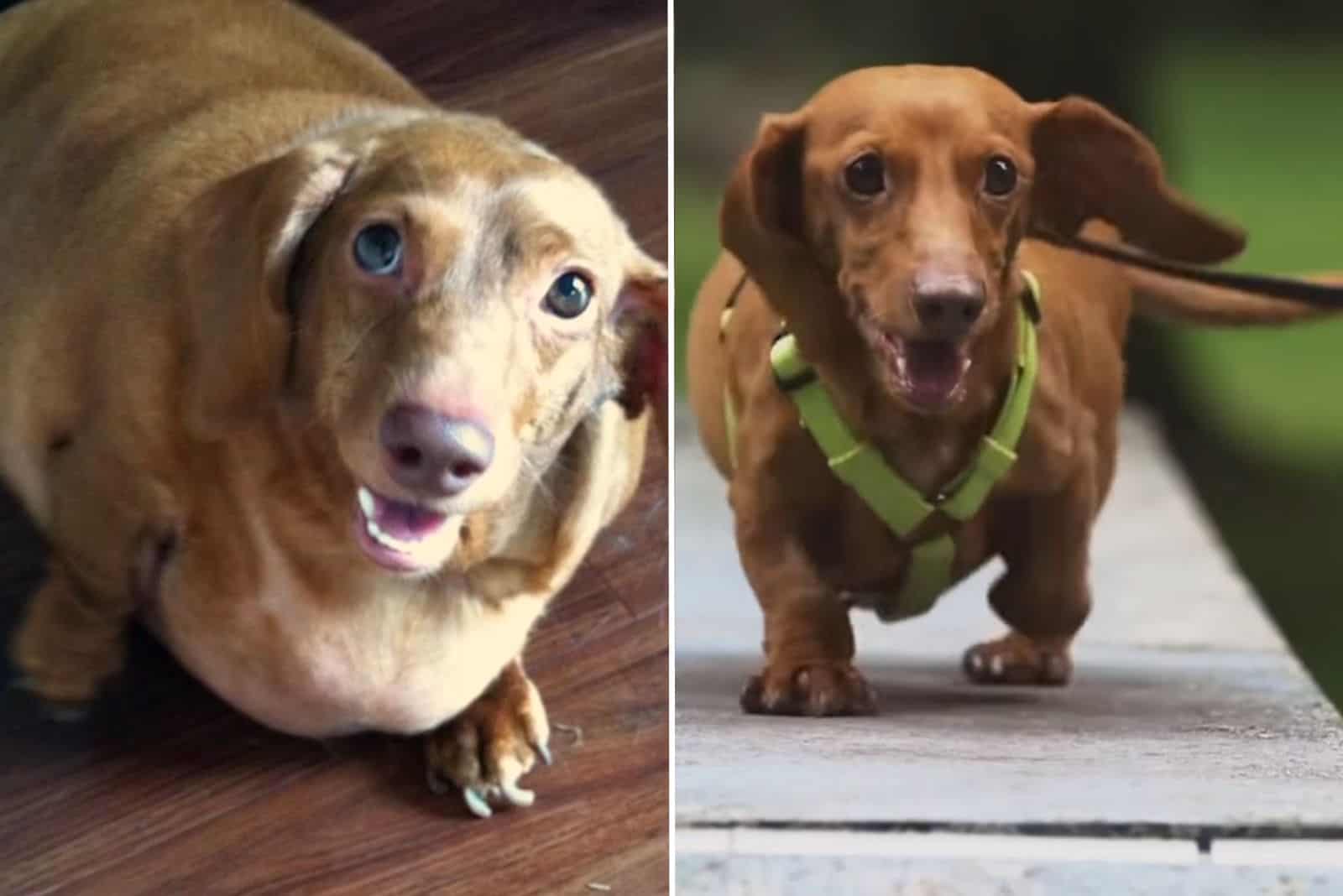 little brown dog before and after weight loss