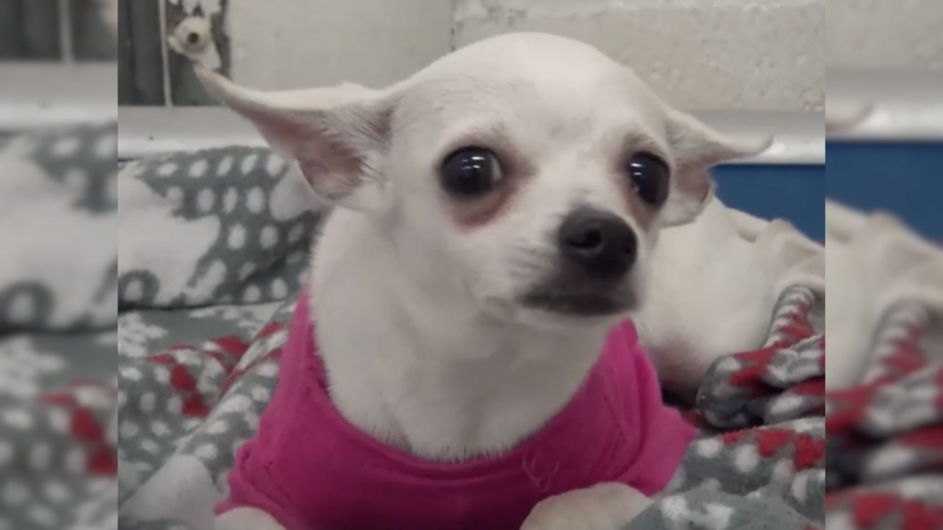 Heartbroken Chihuahua Abandoned By Her Family Cries Herself To Sleep Every Night