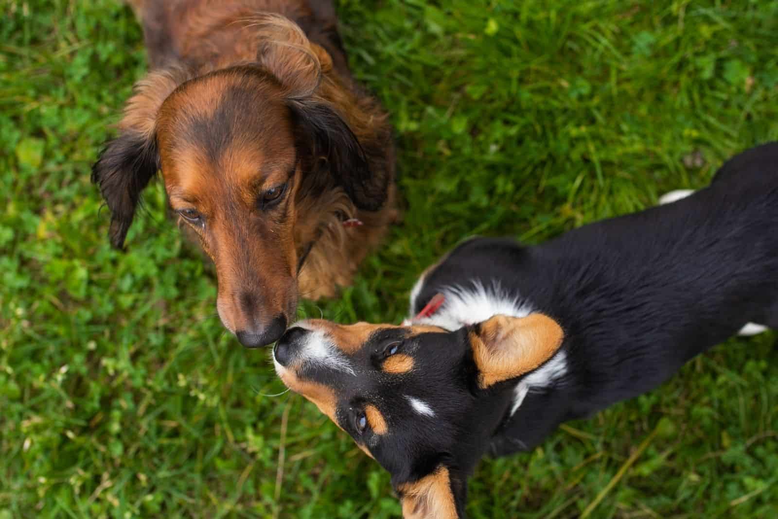 little corgi puppy kissed by the corgi outdoors in top angle