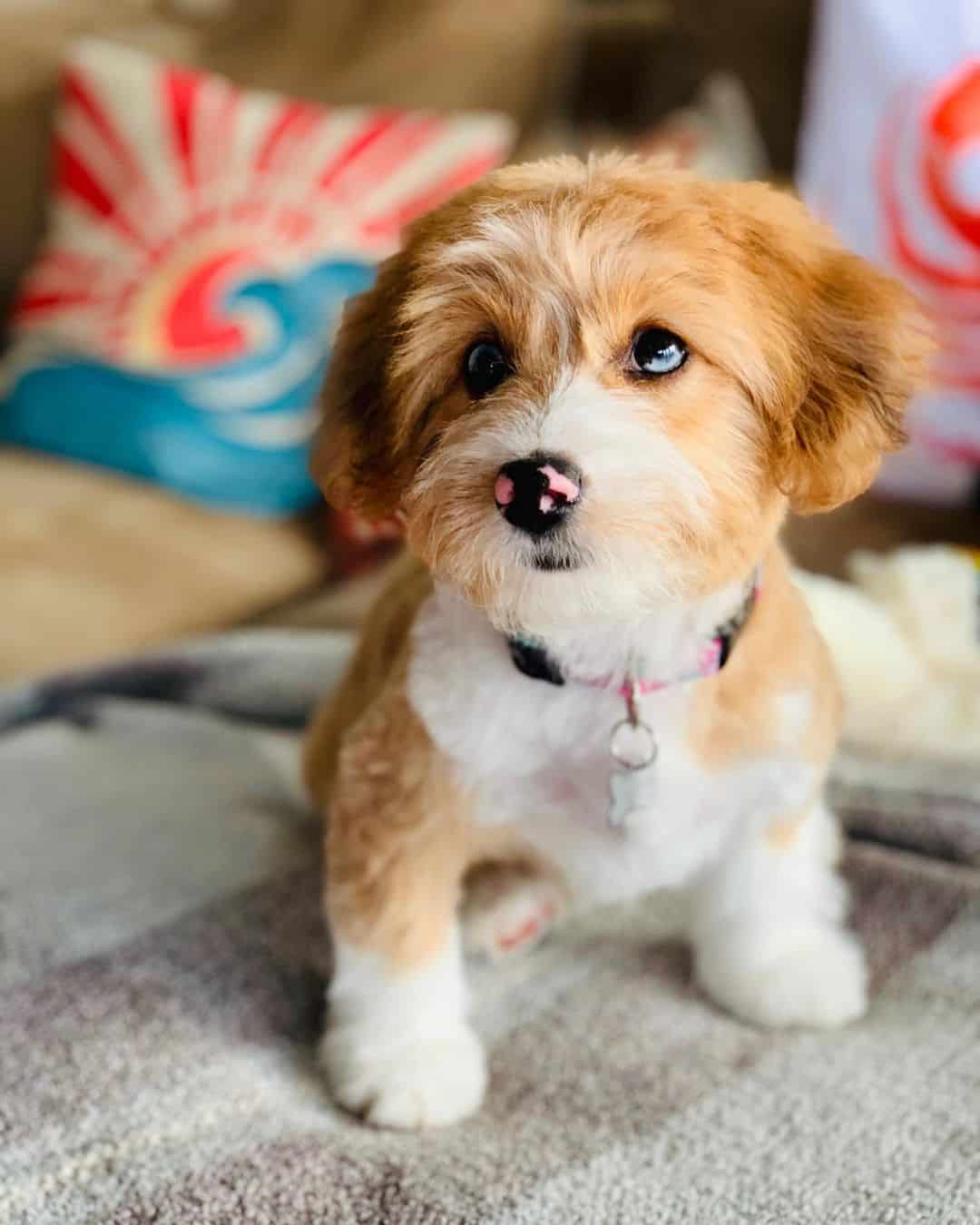 little cute corgipoo puppy standing in bed