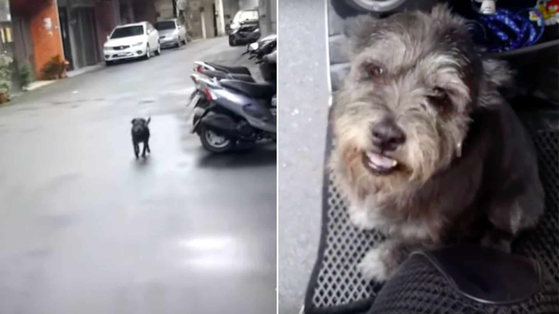 Missing Dog Cries Out In Happiness After Reuniting With Her Owner