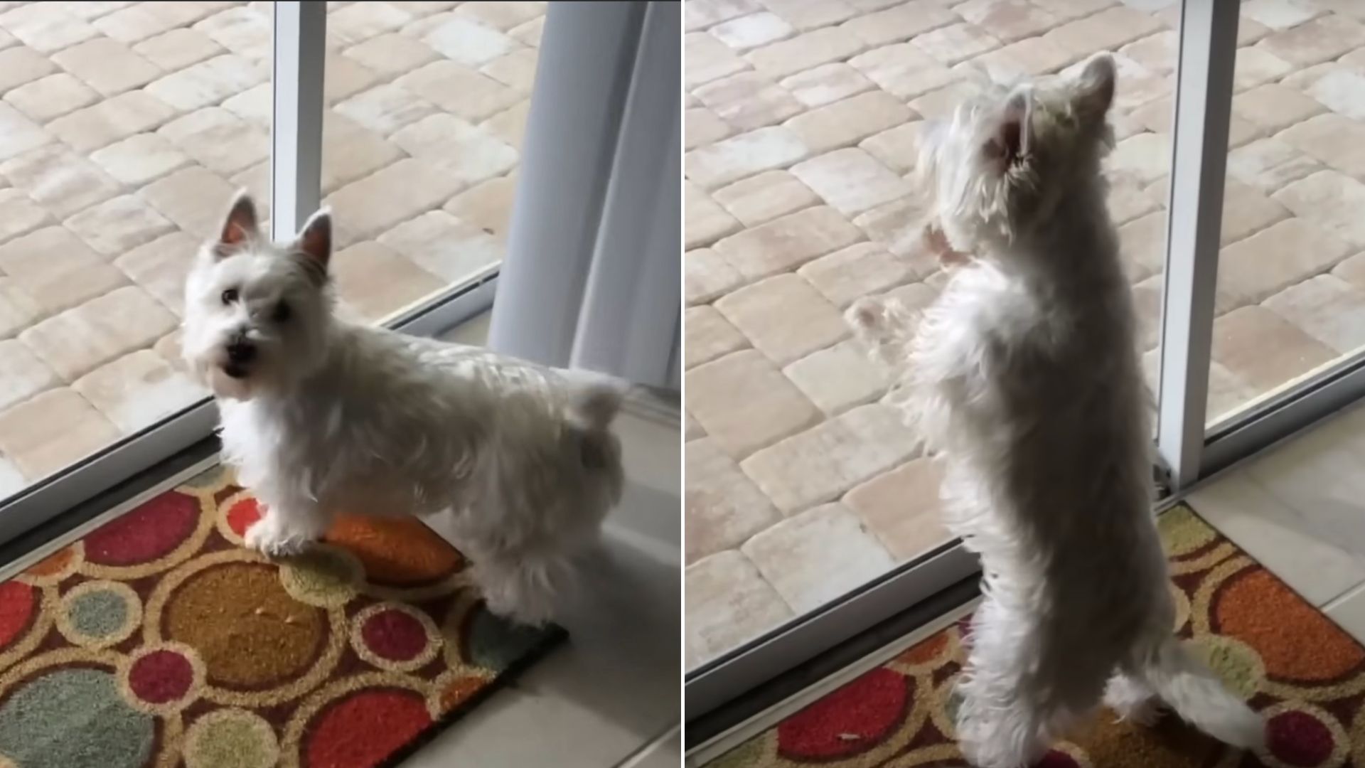 Little Dog Starts Jumping Out Of Excitement When She Sees Something In Her New Home