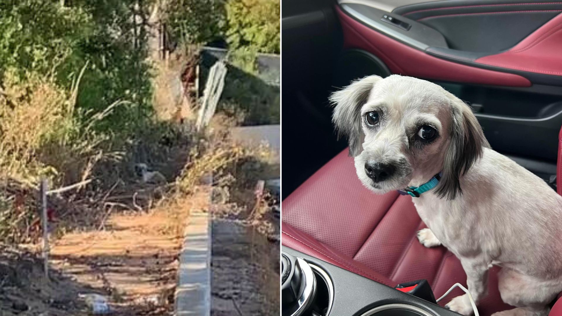 Family Dog Missing For 13 Months Finally Finds Way To Her Mom