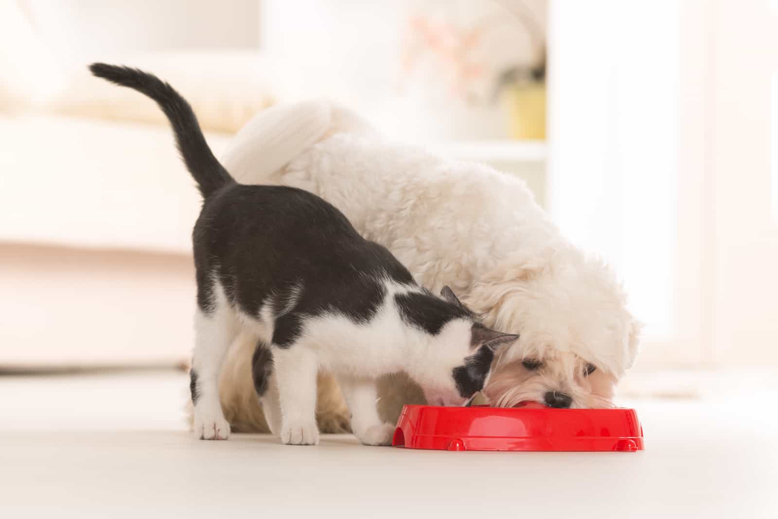 Little dog maltese and black and white cat eating food from a bowl in home