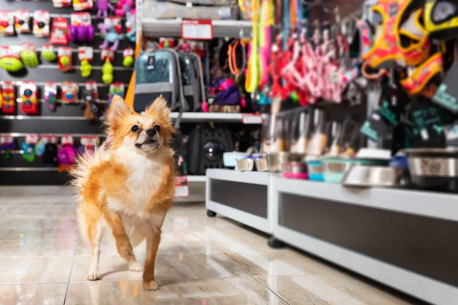 little dog near different variation of goods for animals in pet store