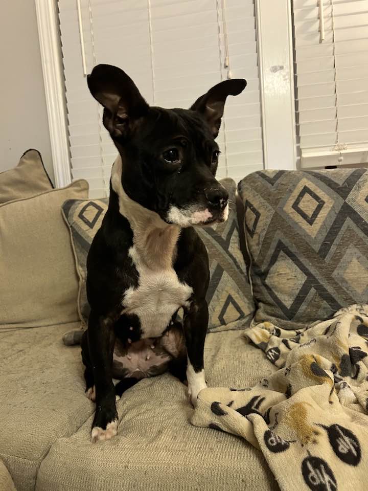 little dog on the couch