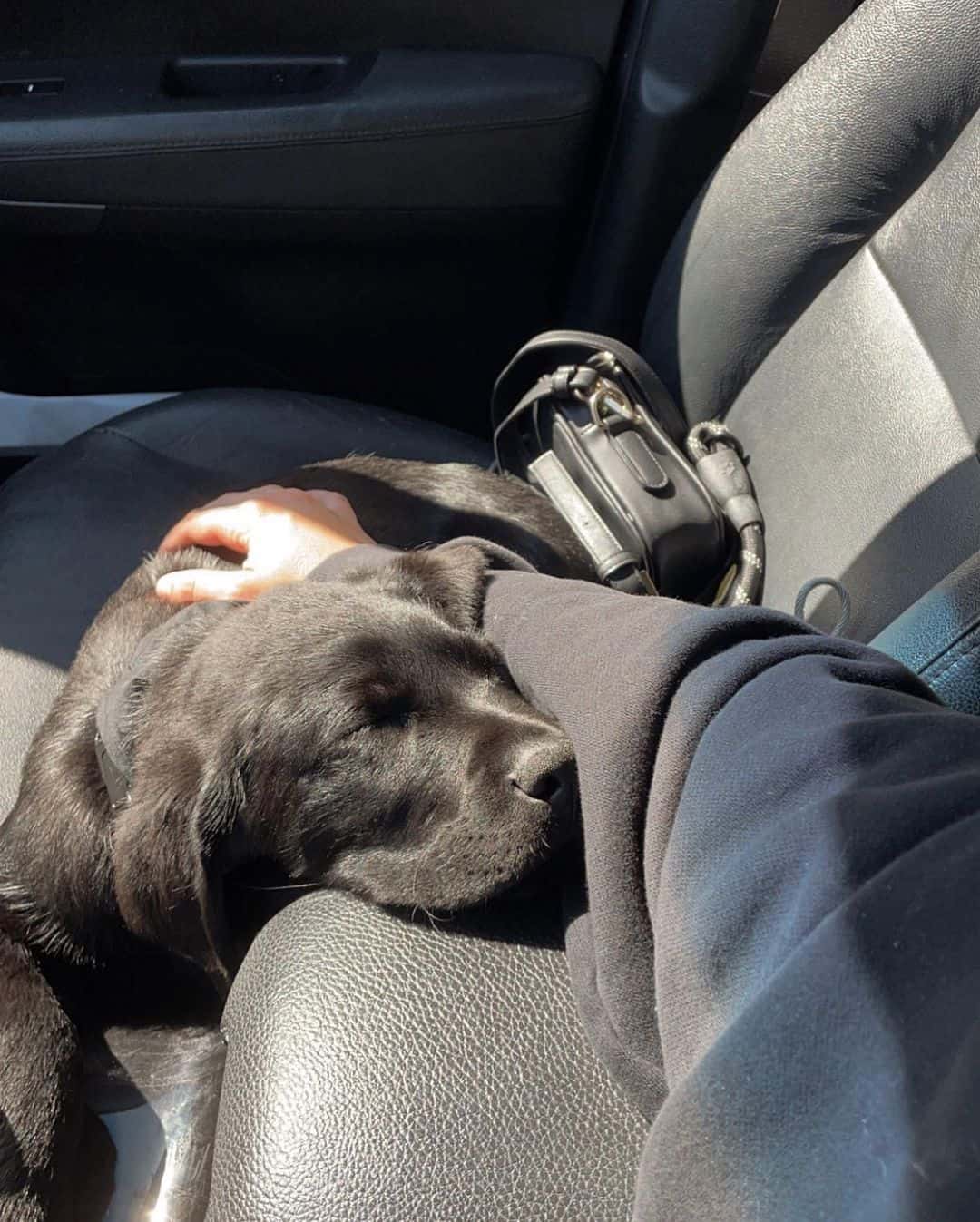 little dog sleeping on the owners leg