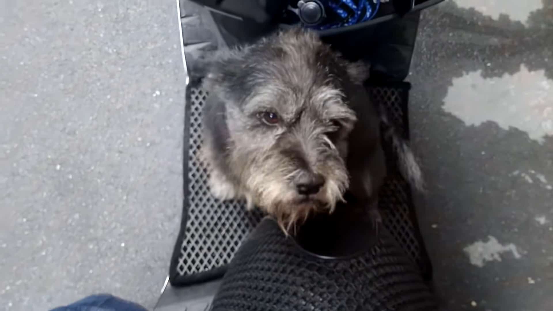 little dog sitting on the scooter