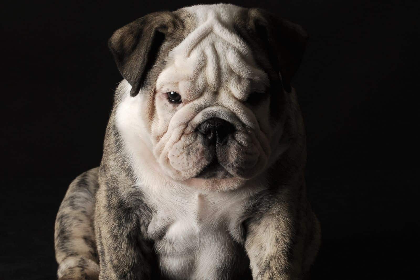 little english bulldog puppu sitting in dark background