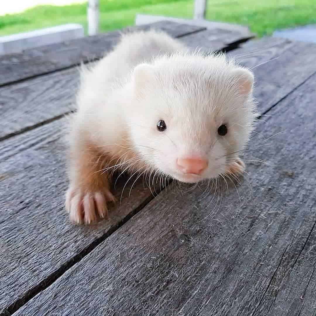 little ferret on the wooden table