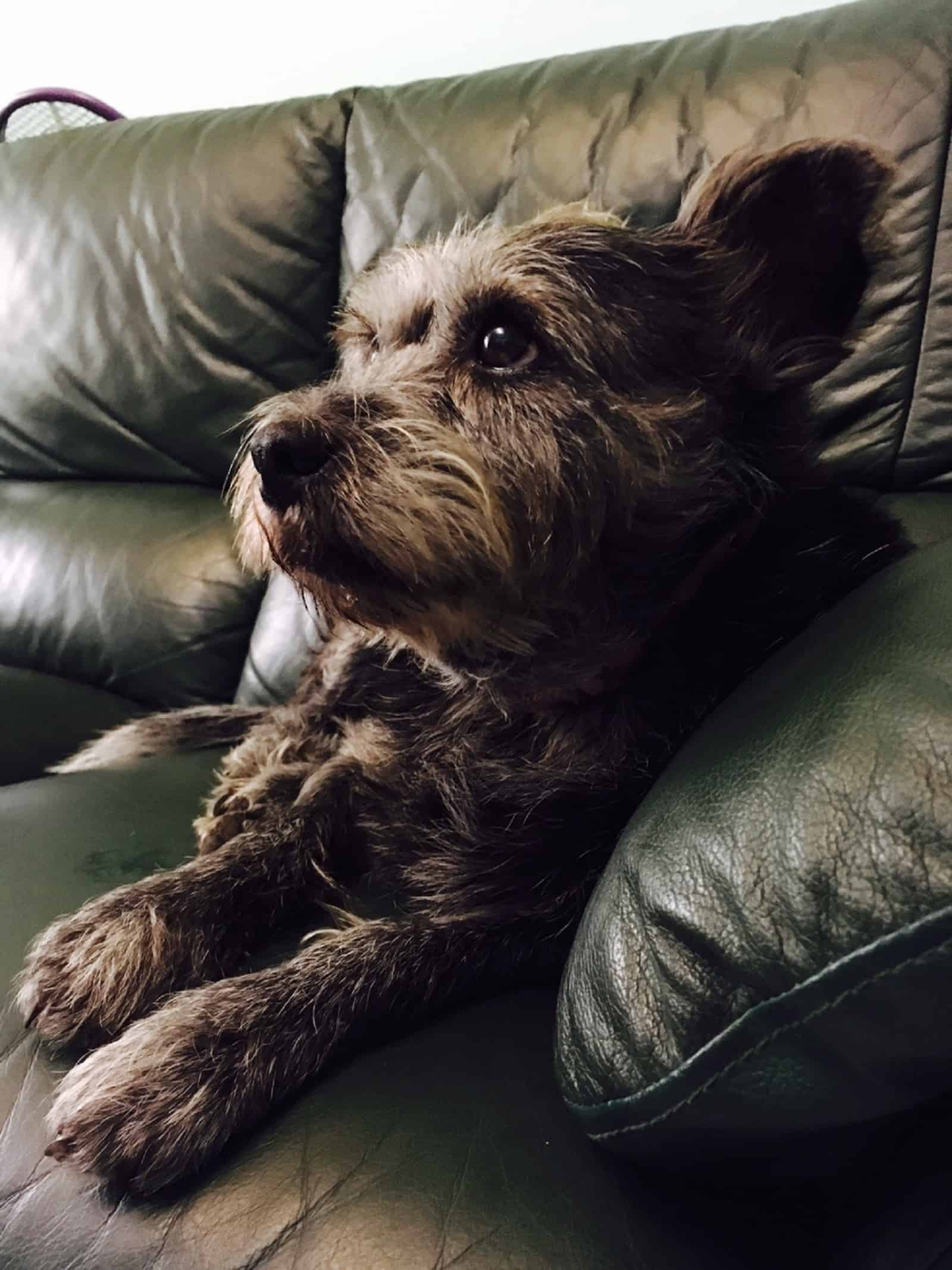 little fluffy dog resting on the couch